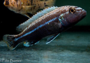 Melanochromis dialeptos 'Gome Rock' Galerie Melanochromis dialeptos 'Gome Rock'
